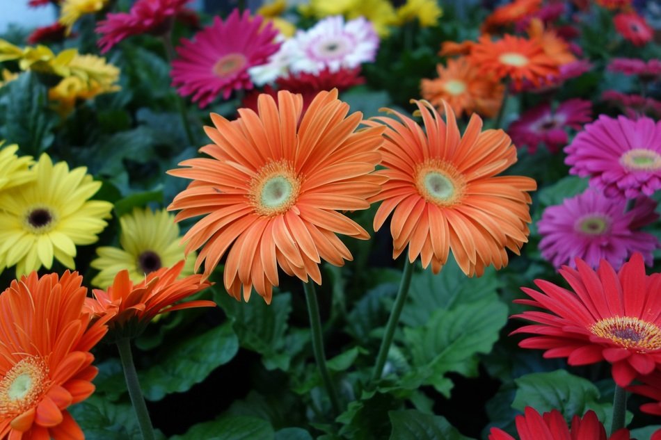bright different gerberas