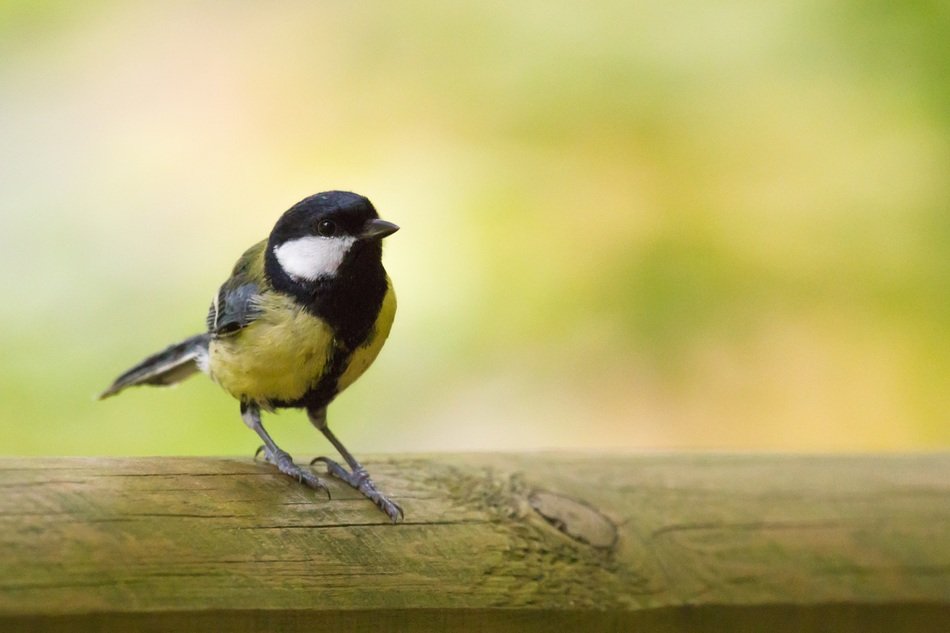 great tit, Parus major, on wooden bar