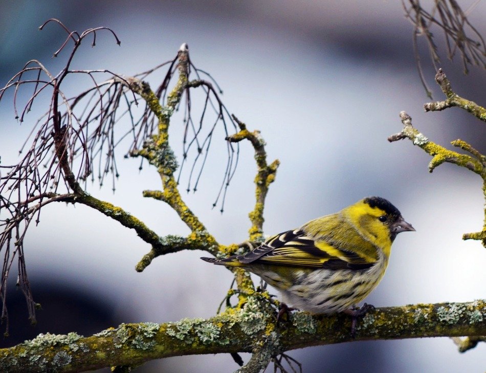 Bird on the green branch