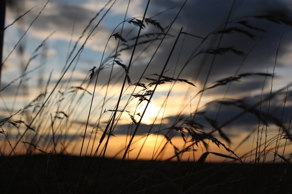 landscape of grass at sunrise