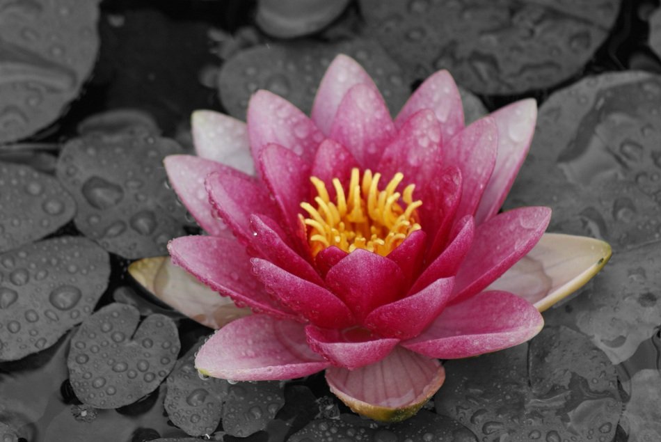 pink water lily in the rain in monochrome image
