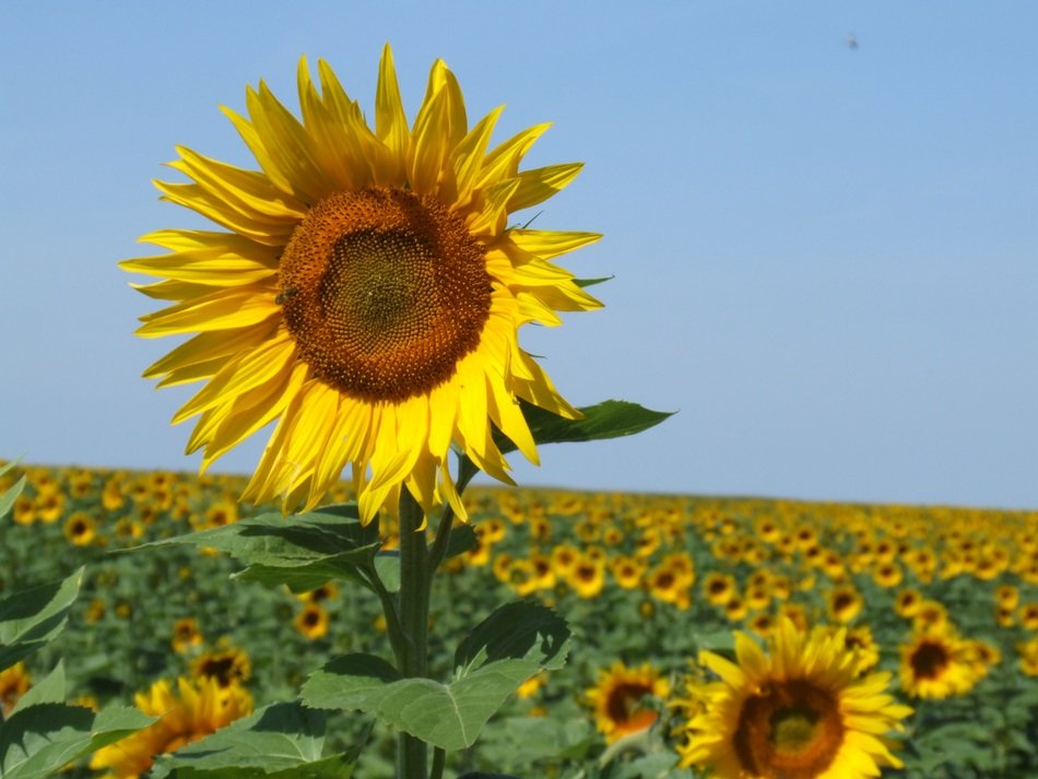 sunflowers in france