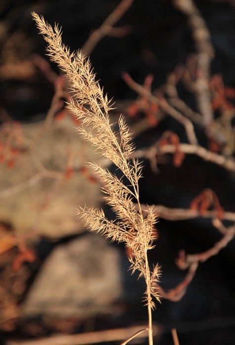 dry grass on the ground