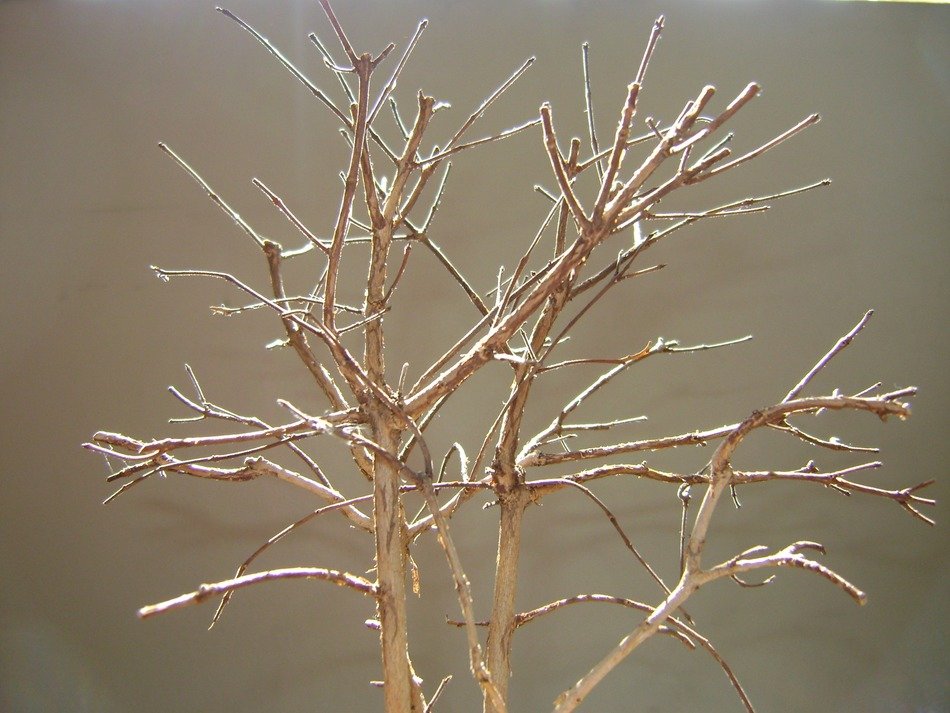 marron tree with branches at blurred background