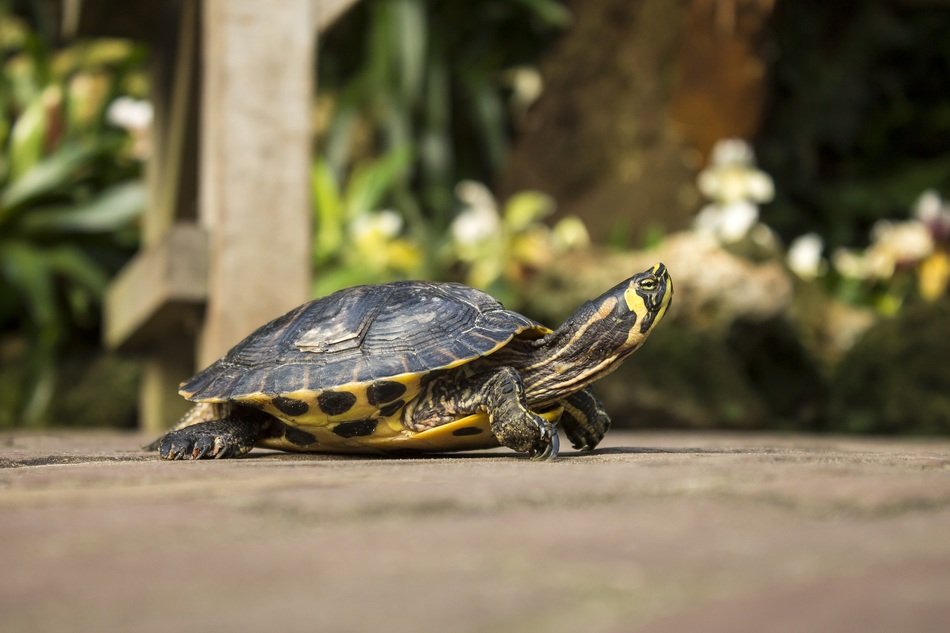 Beautiful and colorful turtle on the road