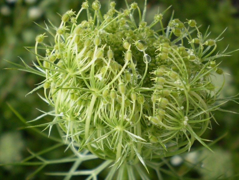 thistle green nature