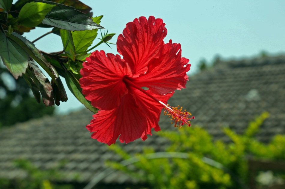 hibiscus hashigo