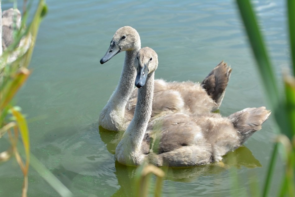 swans in lake