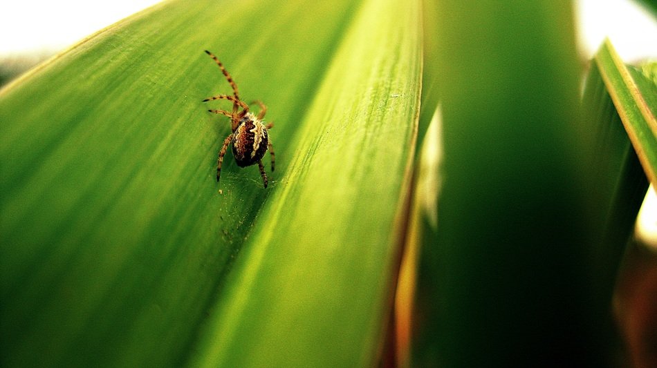 Close-up of the colorful spider on the beautiful, green leaf