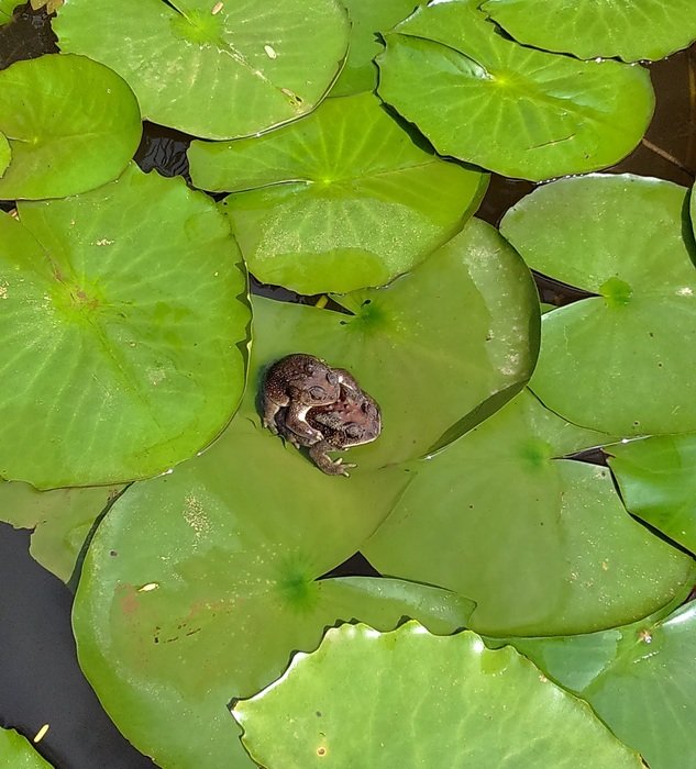 amphibian on green leaves in water