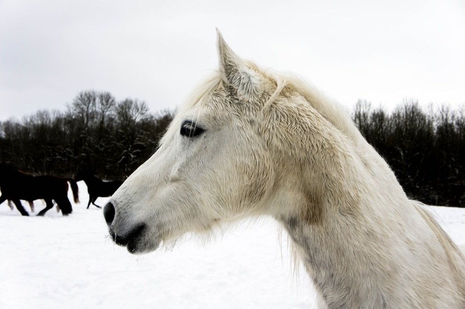 Photo of the horse in winter