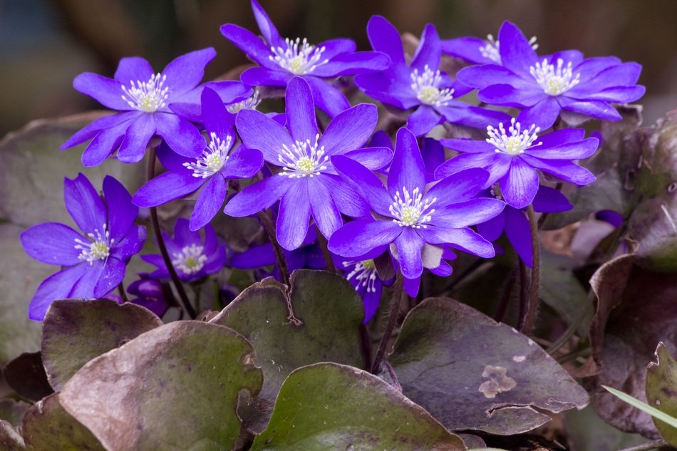 purple costs flower forest