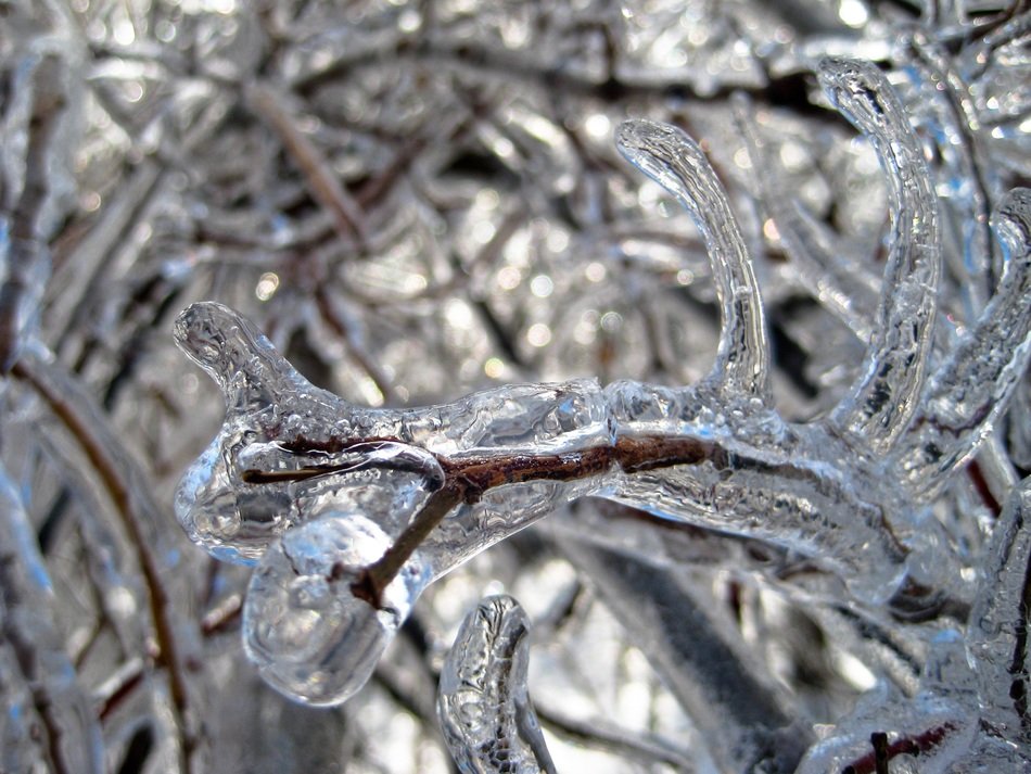 Ice on trees