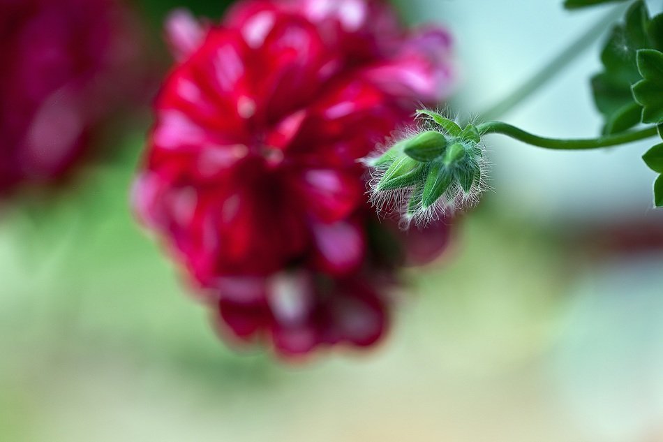 closeup of of the beautiful colorful geranium flower bud