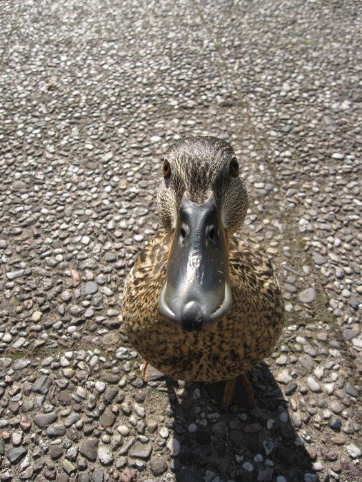duck on the asphalt road