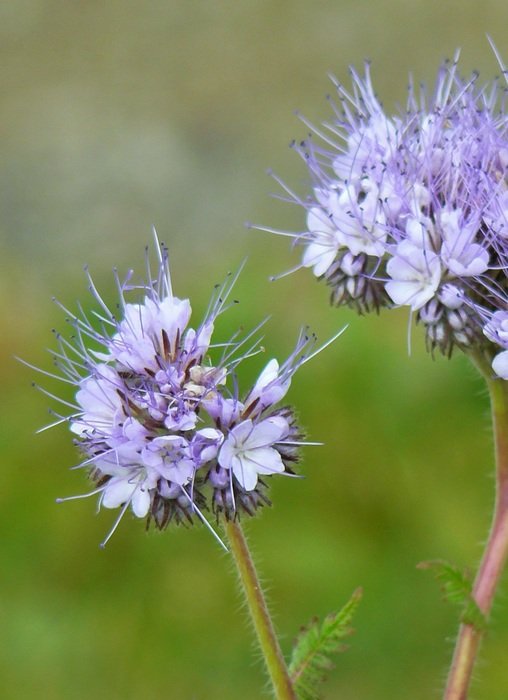 blue pointed flowers on blurred background