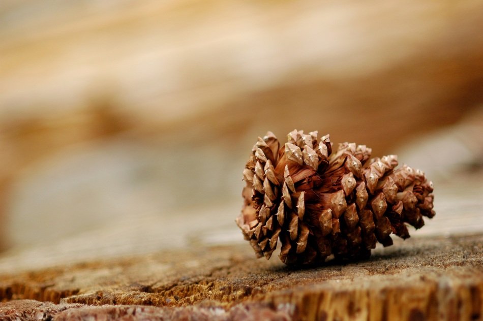 pine cone on the stump