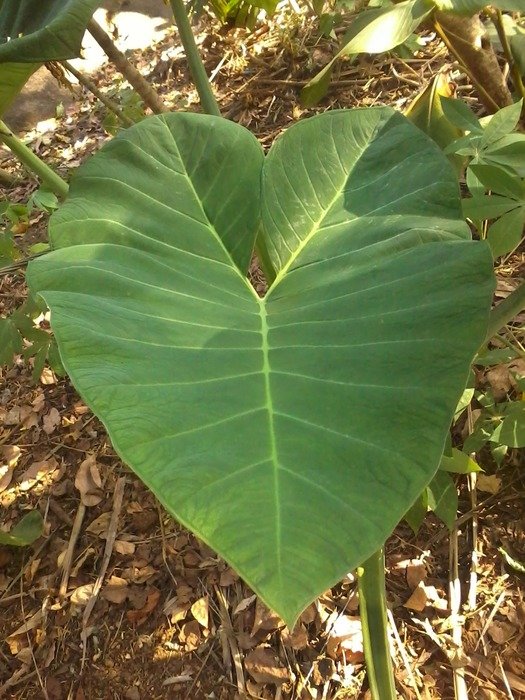 Picture of leaf plant