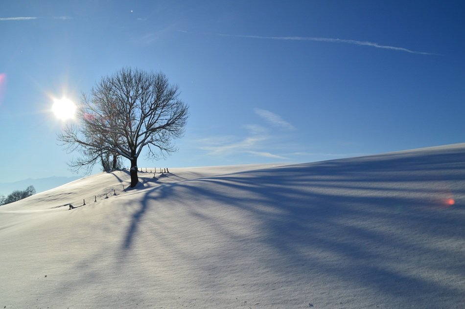 tree in the snow