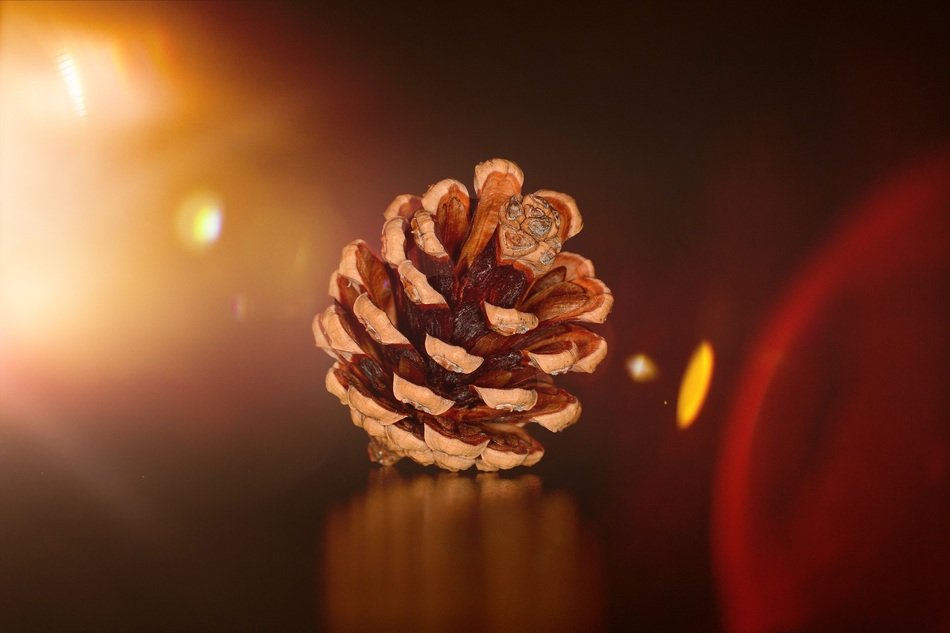 Photo of the pine cone