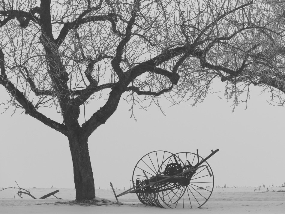 tree in the snow winter time