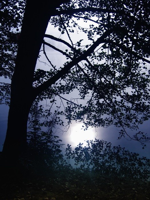 black forest in the night