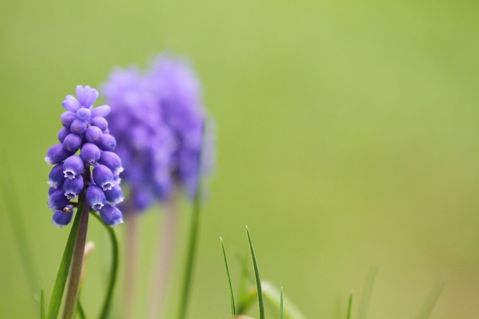 Blue flower on a green background