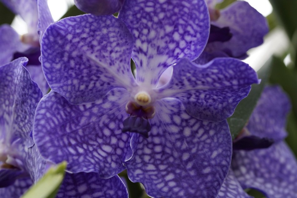blue orchid blossom
