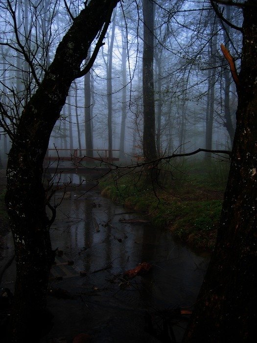 foggy forest in the evening, germany