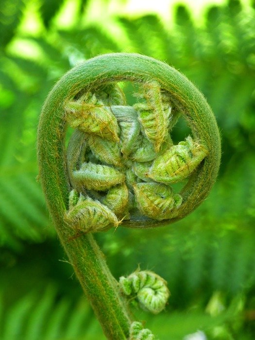 Green fern in nature on a blurred background