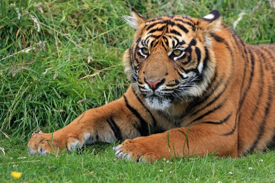 the tiger is lying on the green grass