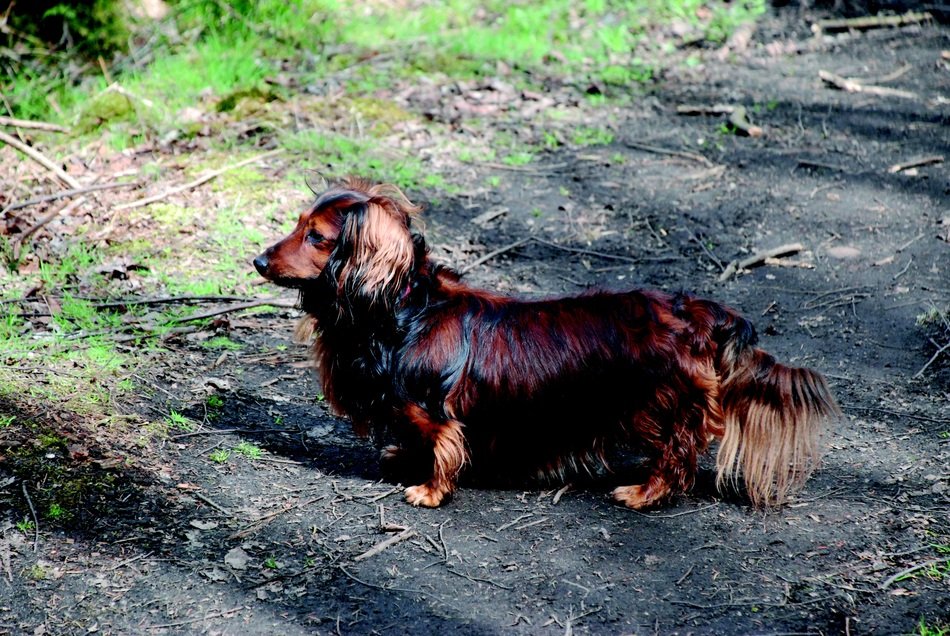 Photo of the dachshund dog