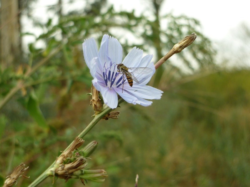 insect on chicory