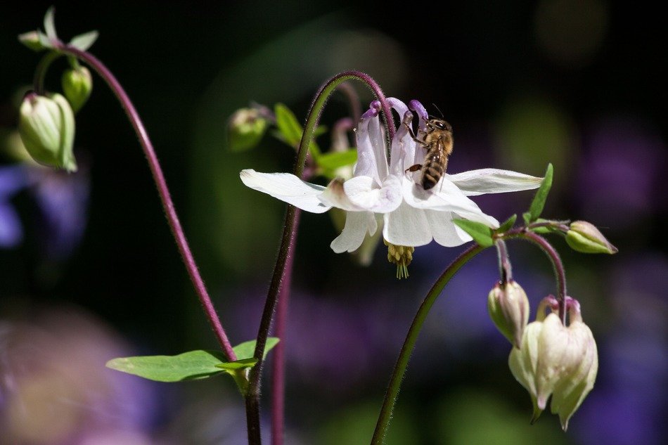 Bee on aquilegia