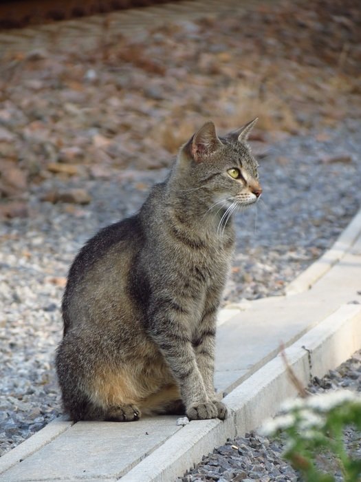 observant cat