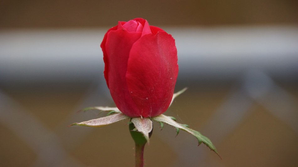 a rose flower