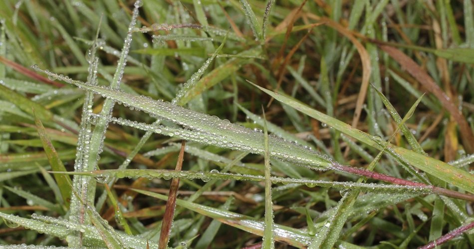 grass blades with droplets of water