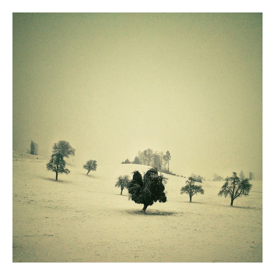 trees among snow in switzerland
