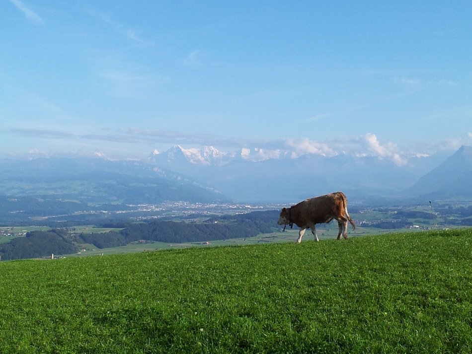 alpine cow, switzerland
