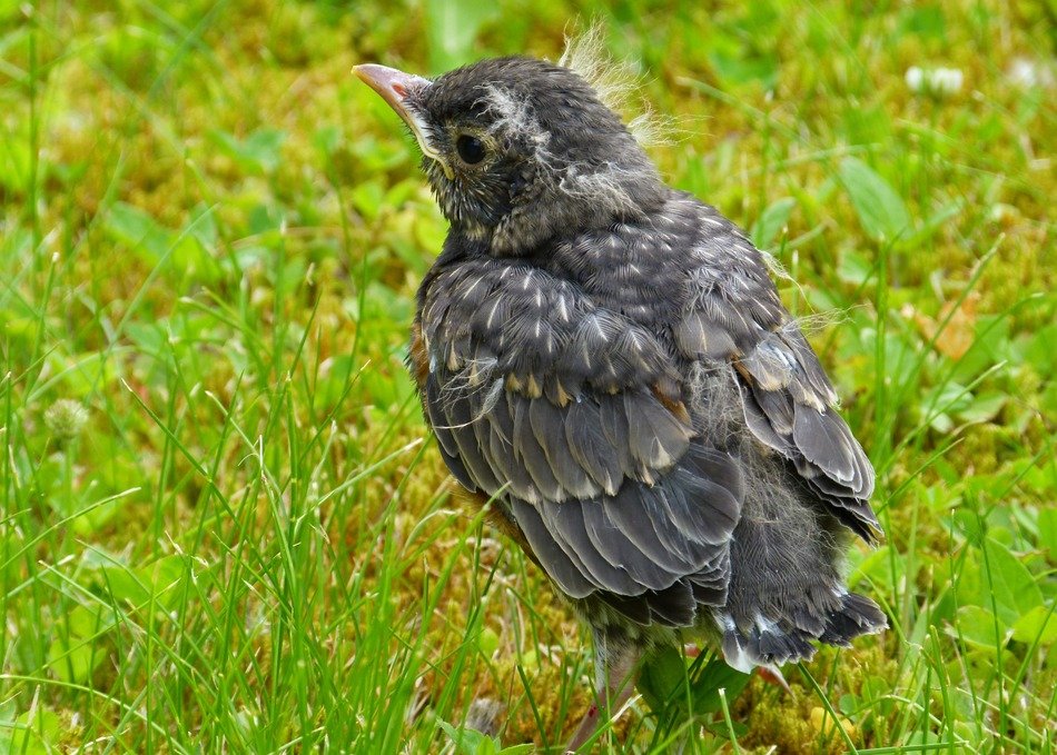 Red robin on the grass