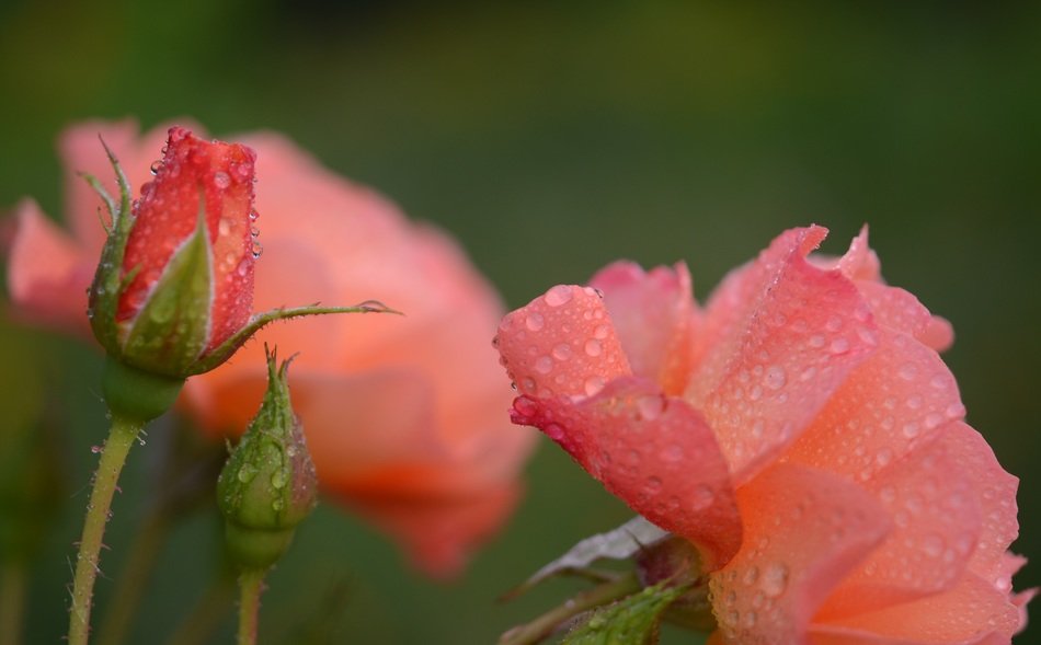 closeup photo of Rose in the morning dew