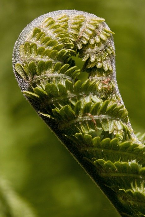 fern leaves in the forest