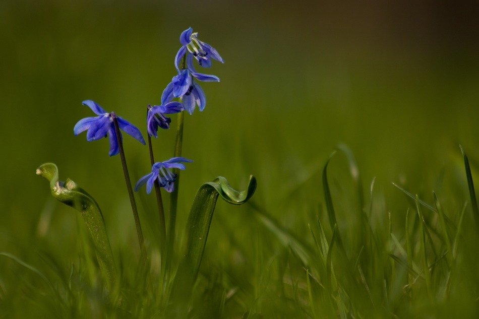 purple flower among the grass in spring