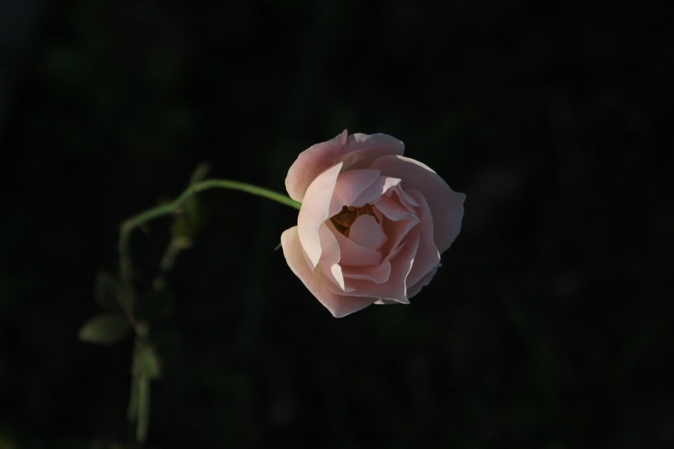 little rose on a black background