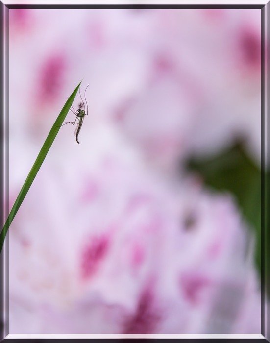 macro photo of insect blade of grass