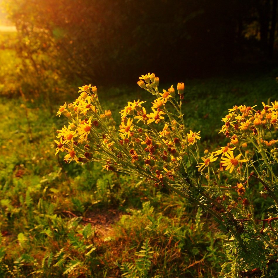 yellow flowers in the evening light