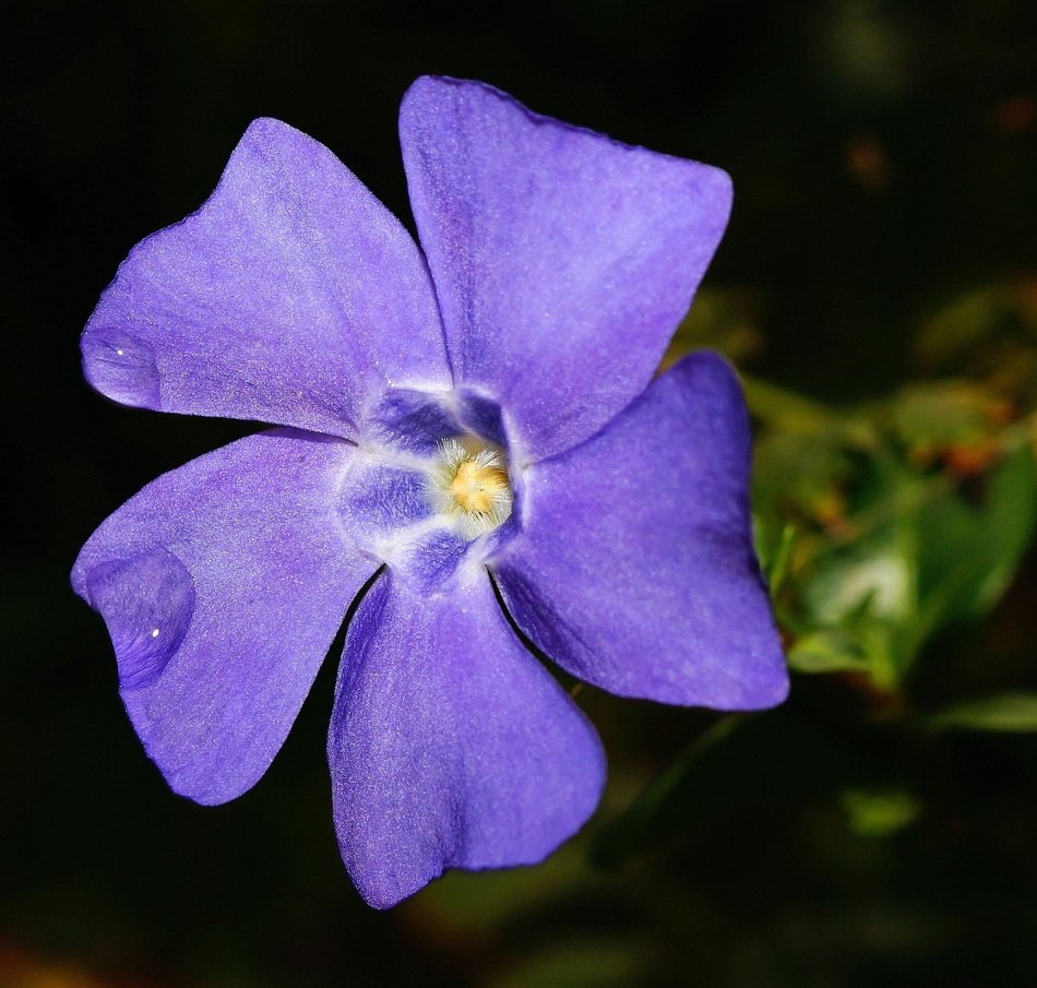 periwinkle flower in the garden