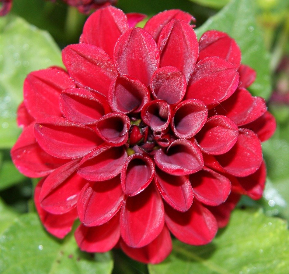 red spring blossom