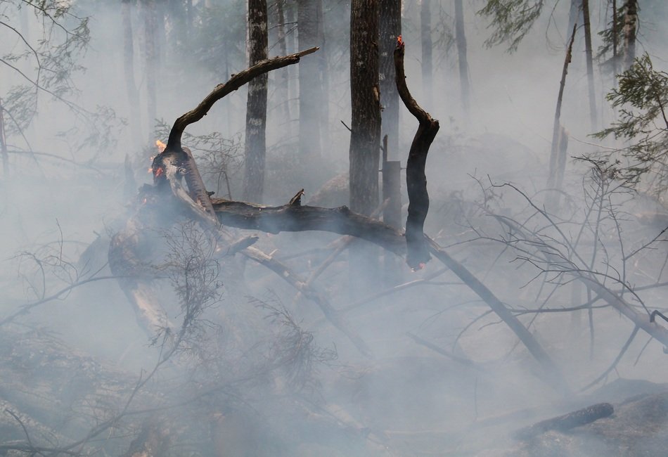 woods in the smoke