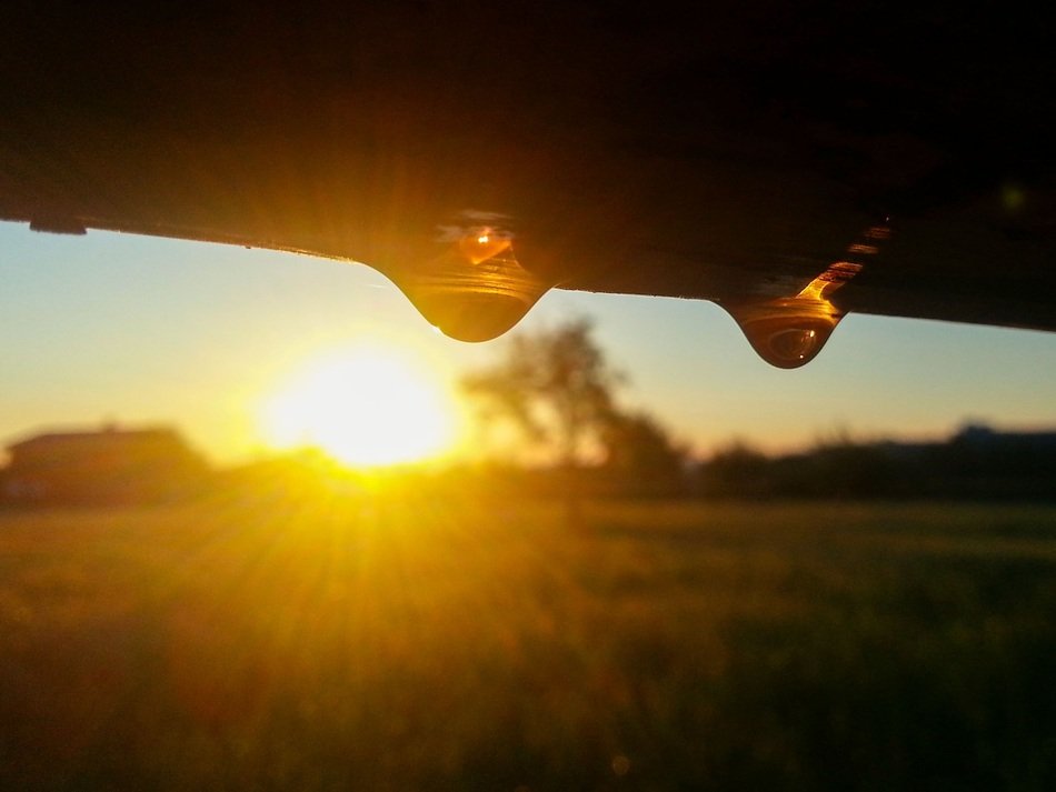 dew on the background of the morning sun